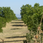 pellegrinaggio Roma Assisi 01 orizzontale